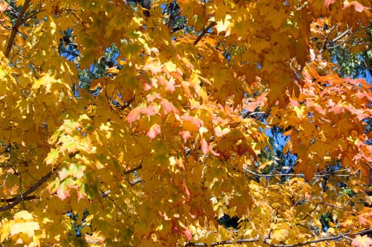 Fall's colorful tree in park. Toronto
