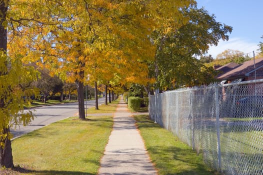 Tree with yellow leaves at quiet city street