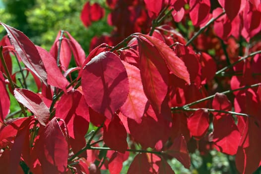 Fall's colorful tree in park. Toronto