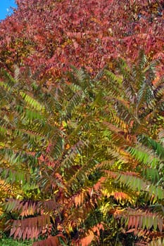  colorful trees in one of Toronto park