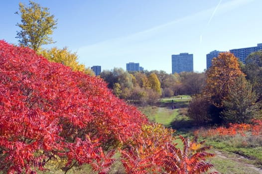 Green grass and colorful trees in one of Toronto park
