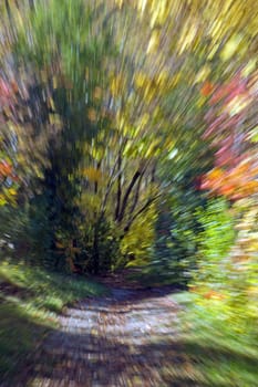 Effect of moving on path in fall's forest