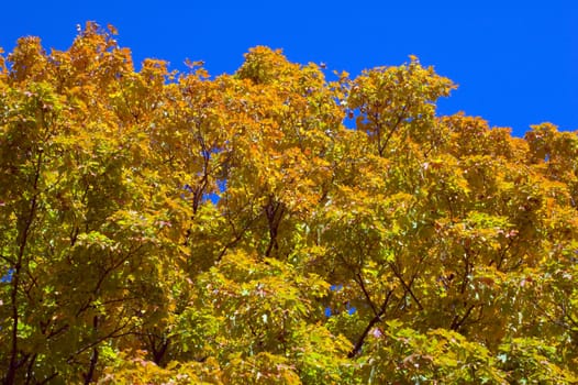 Fall's colorful tree in park. Toronto
