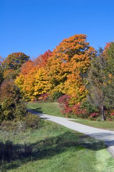 Path in park between colorful trees