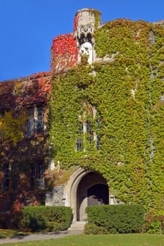 wall of old building, covered by ivy in sunlite