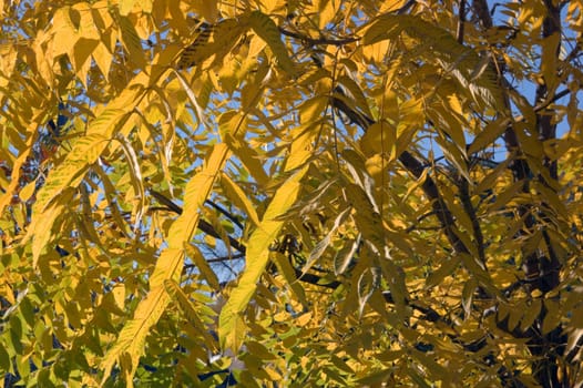 Fall's colorful tree in park. Toronto
