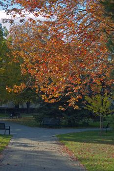 colorful trees in one of Toronto park