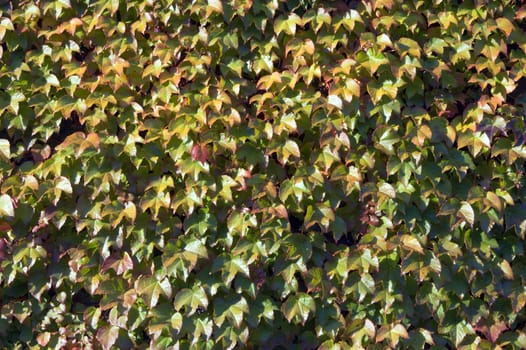 The wall of building covered by ivy leaves