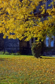 Tree with yellow leaves on green grass