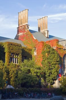 wall of old building, covered by ivy in sunlite
