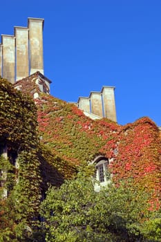 wall of old building, covered by ivy in sunlite