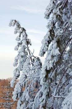 Snow pine tree on blue sky background