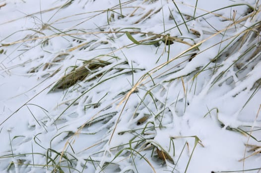 Sunlit dry blade on dark snow background