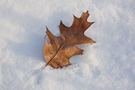 Dry oak leaf on snow in sunlit
