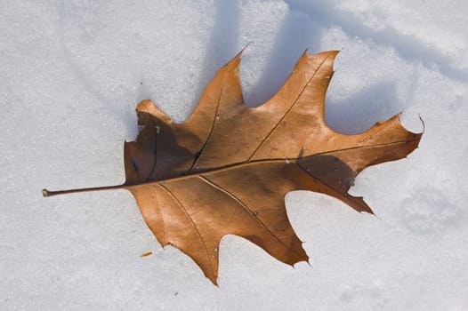 Dry sunlit oak leaf on snow