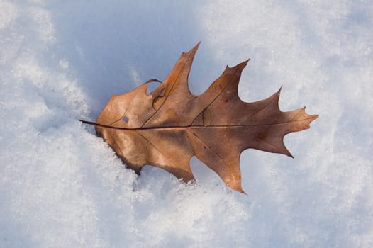Dry sunlit oak leaf on snow
