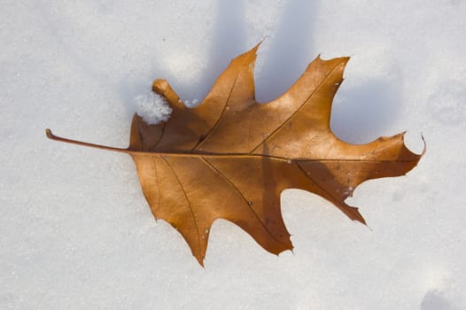 Dry sunlit oak leaf on snow