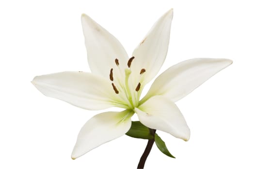 Isolated white and green lily on white background