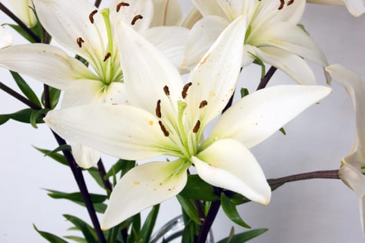 Lily flowers against whint background