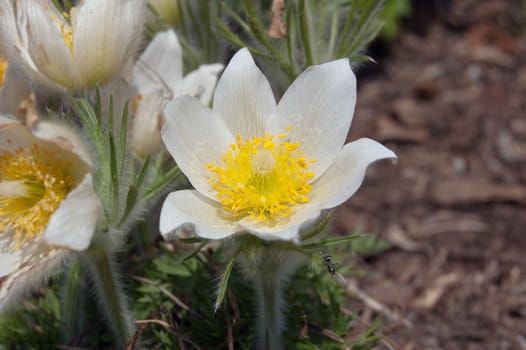 Pulsatilla patens flover on blur soil background