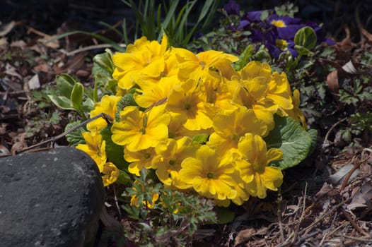 Yellow and violet primula flowers on green background