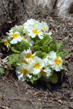 Primula flowers in spring time