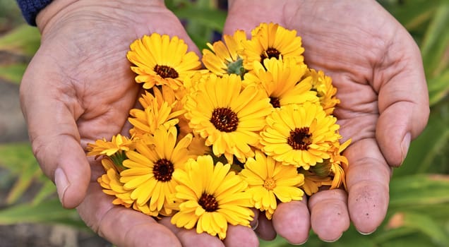 A closeup view of a heliopsis flower laying in hands.