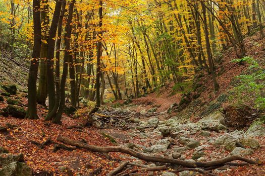 Forest with colorful autumn leaves