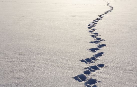 Human Footprints In Deep Snow On Sunny Day