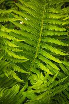 Fresh Green Fern Leaves. Nature Background (Dry��pteris, Dryopteridaceae)