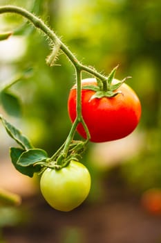 Homegrown fresh red and green tomatoes in a garden.