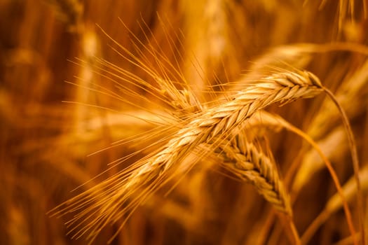 A Barley Field With Shining Golden Barley Ears In Late Summer