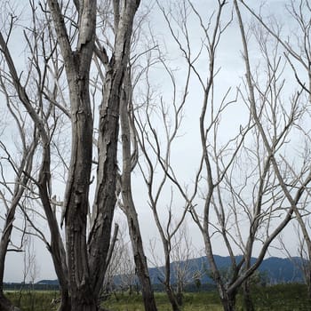 Dead trees in dam area, Thailand