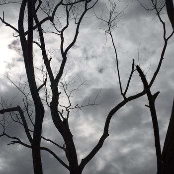 Tree silhouette with cloudy sky, Abstract background