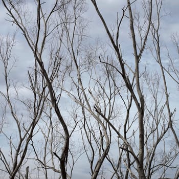 Dead trees in dam area, Thailand