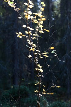 A tree with golden leaves against the dark blue of the forest. An unusual fairytale landscape