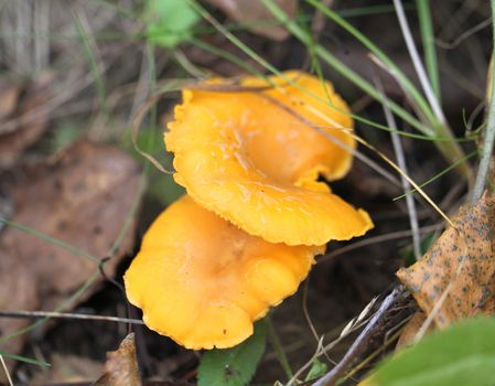 Delicacy chanterelle mushrooms
