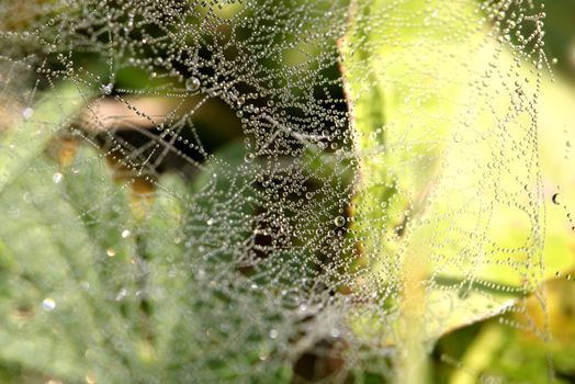 Drops on a spider web