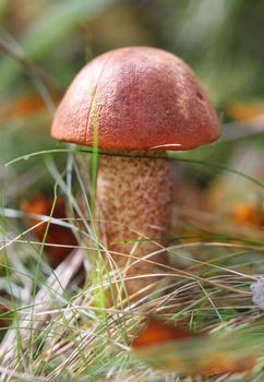 Mushroom with red hat