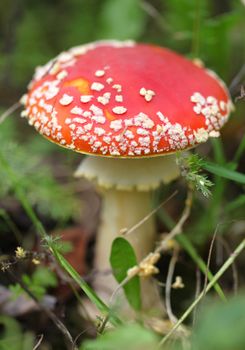 red fly agaric