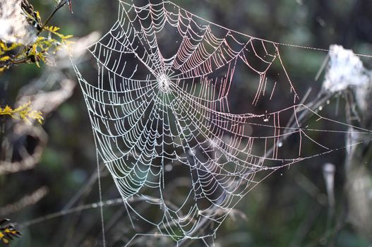 Spider web
