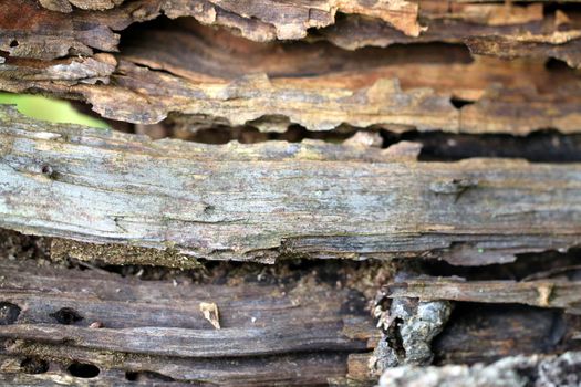 The texture of old wood