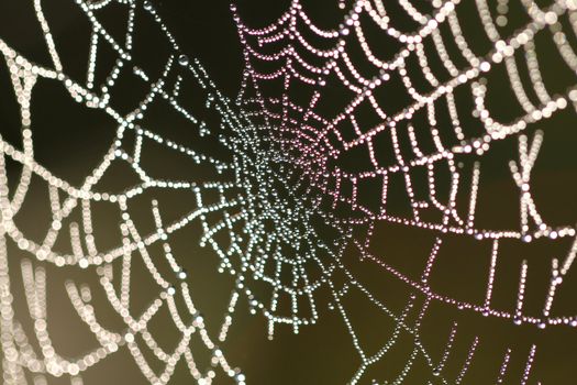 Spider web with drops