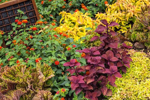 Colorful variety of flowers and plants in a garden.