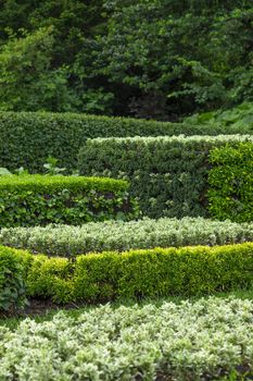 Ornamental garden. Trimmed shrubs of different shades of green.