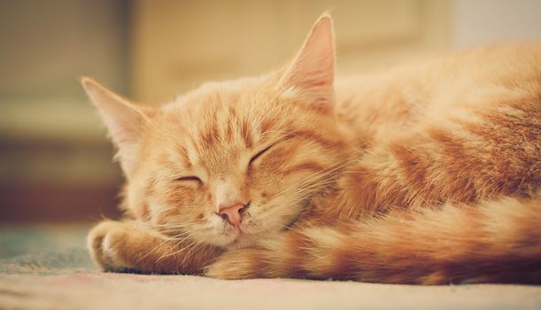 Peaceful Orange Tabby Male Kitten Curled Up Sleeping