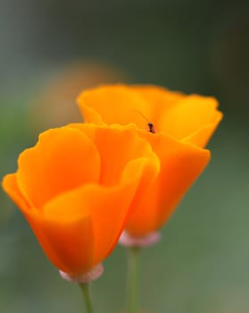 two orange flower eshsholtsiya