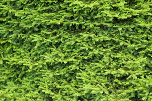 Close-up of a fir tree. Natural green background.