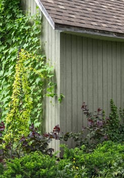 Ivy crawling up the wall of a wooden house.