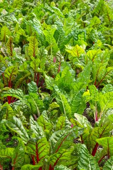 Beet growing in a fresh and healthy vegetable garden.